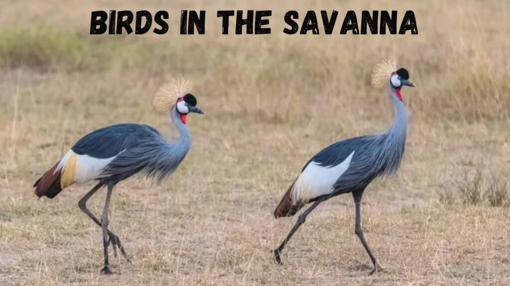 Birds In The Savanna