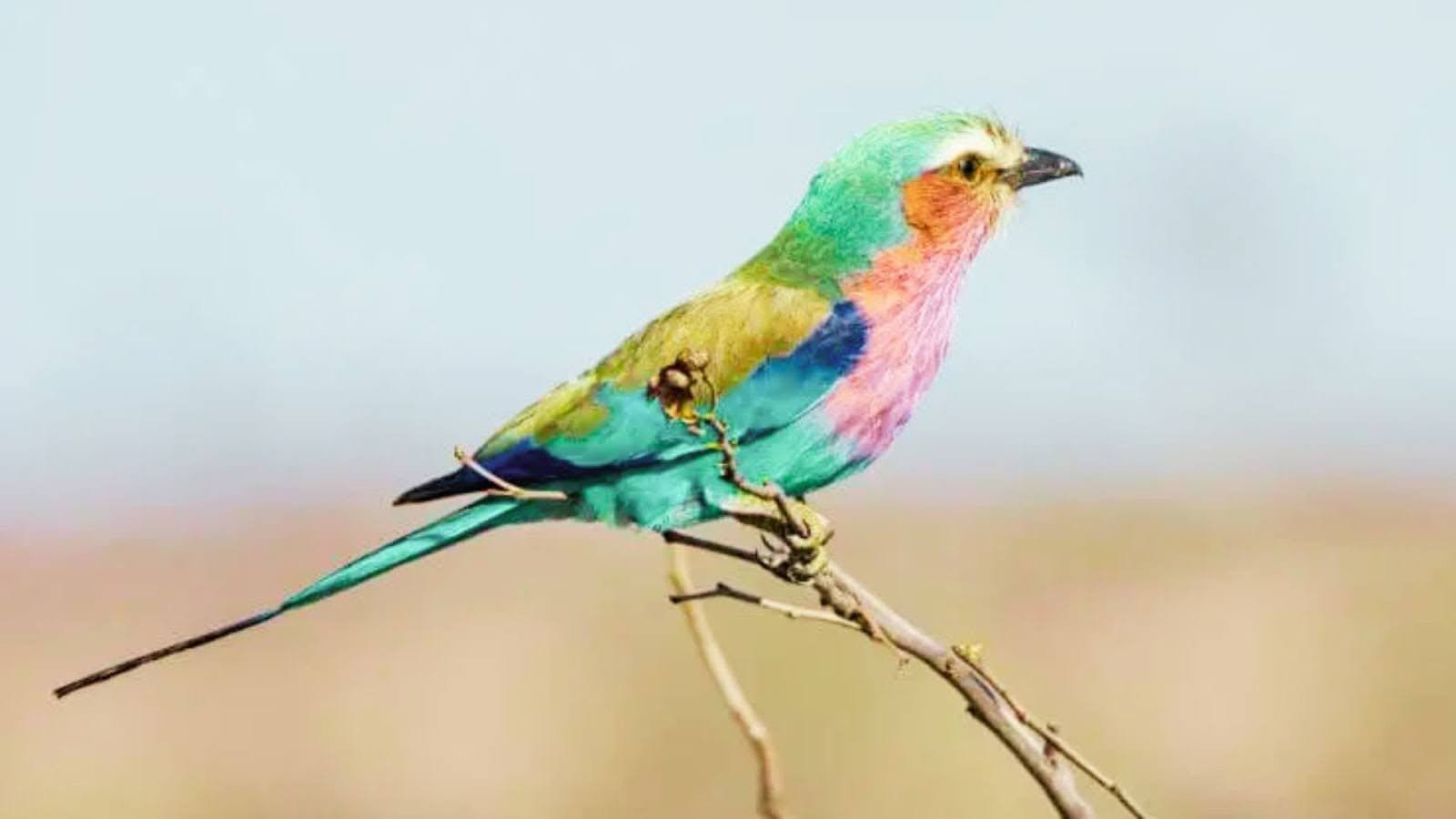 Quick Identification Guide to Savanna Birds