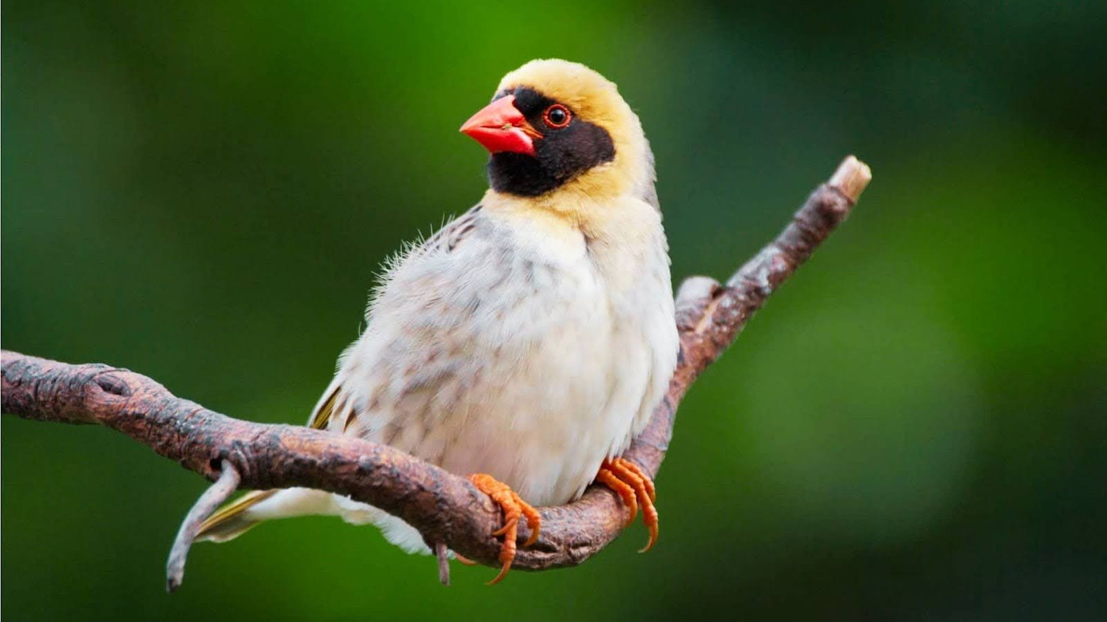 Red-Billed Quelea