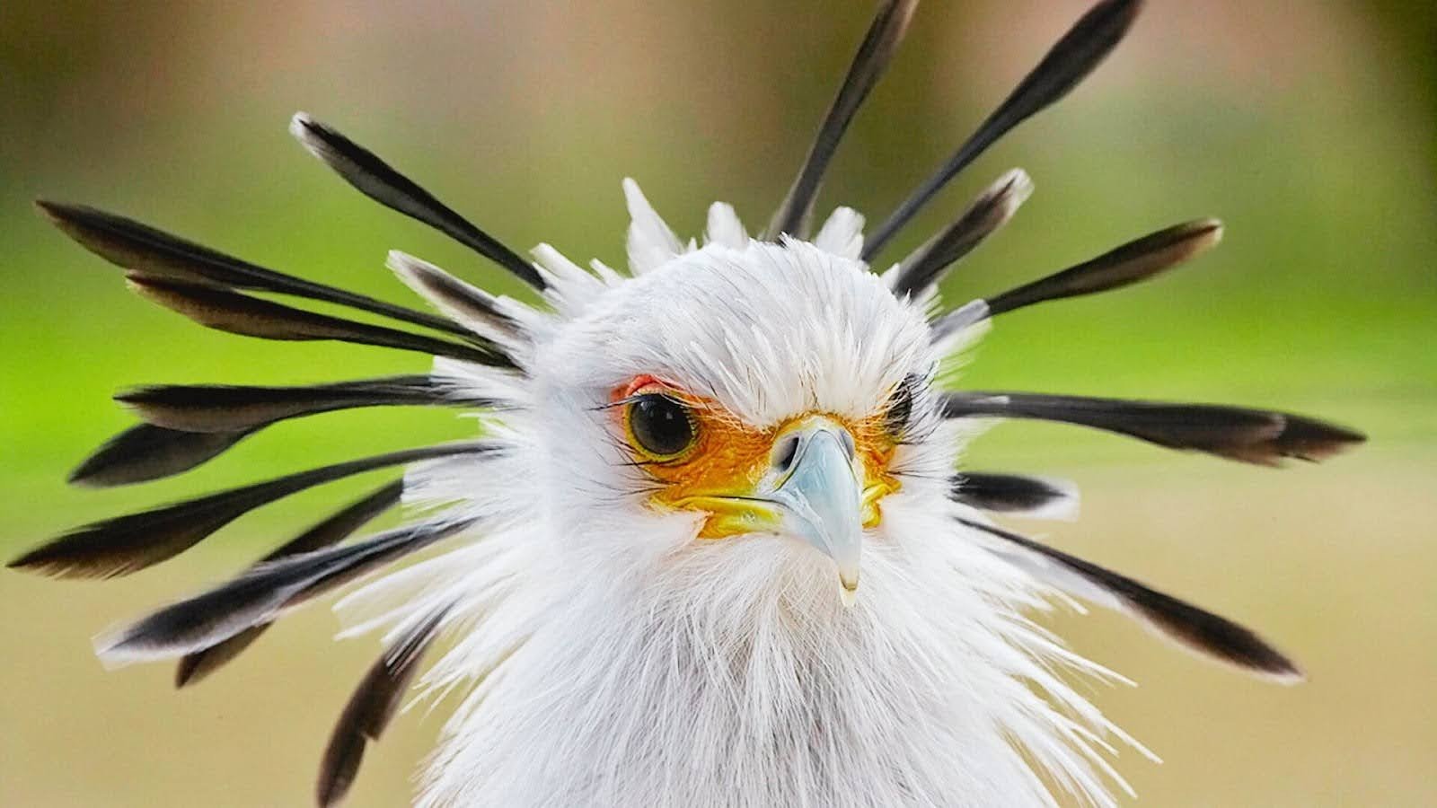 Secretary Bird