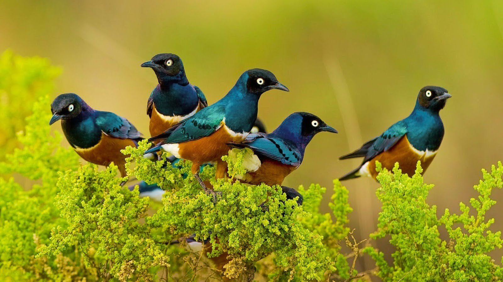 Superb Starling